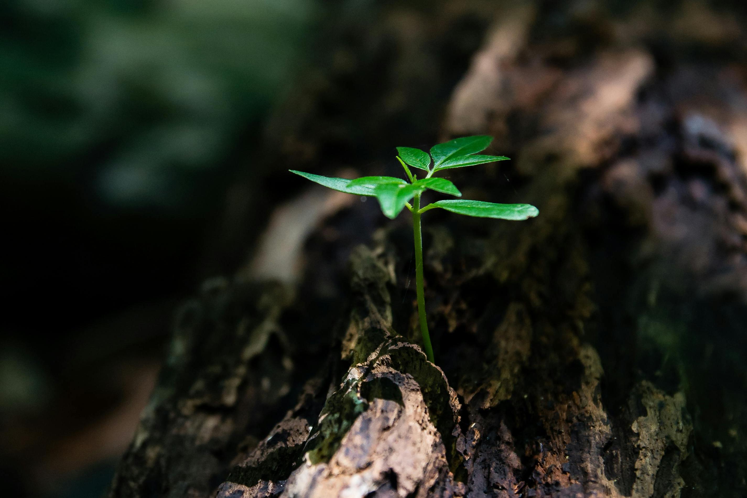 A small plant sprouting from a tree trunk.